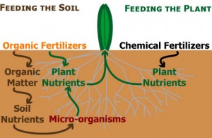 Organic Fertilizer Vs Chemical Fertilizer