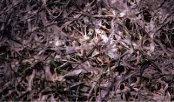 snow mold symptoms and signs