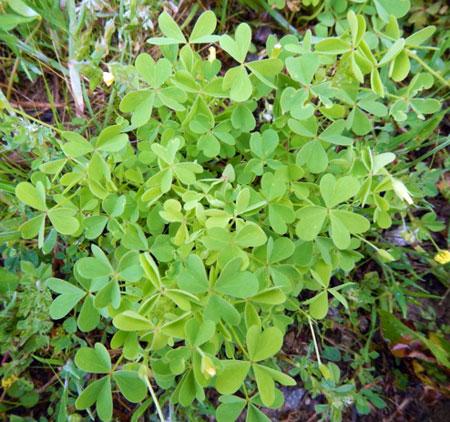 Yellow woodsorrel. Note the heart-shaped leaves